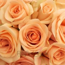 Alejandra Perfect Peach Rose