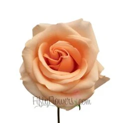 Garden of Petals -Garden of Petals Alejandra Peach Rose Stem 350 3d89a7f1