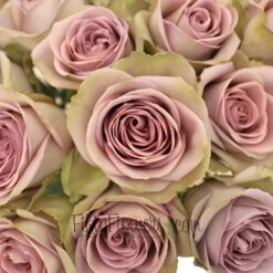 Amnesia Lavender Novelty Rose