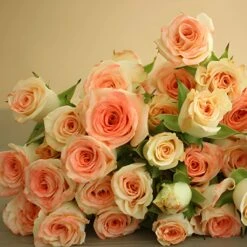 Coral Kiss Spray Rose