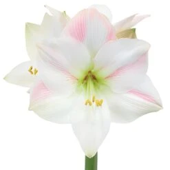 Apple Blossom Amaryllis Flower