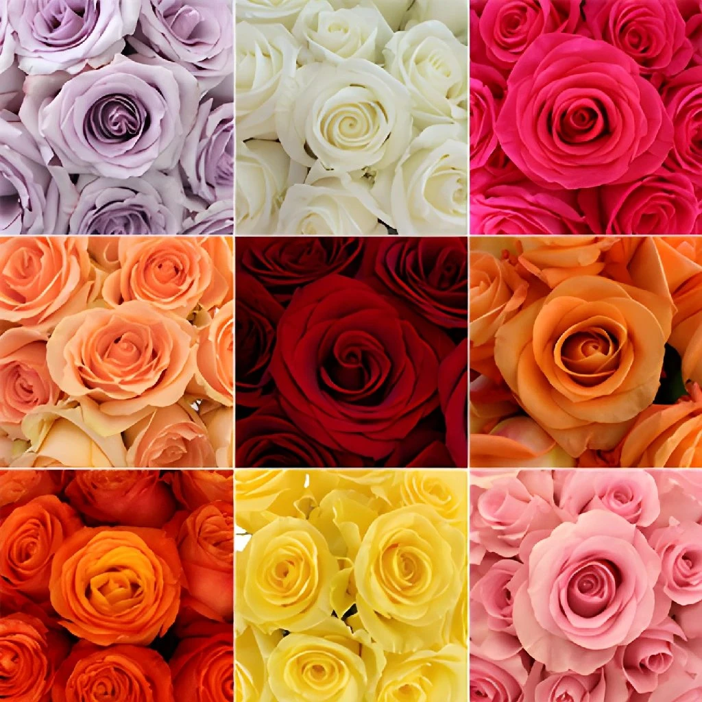 Wholesale Bulk Roses 150 Stems Your Colors 1 Wholesale Bulk Roses 150 Stems Your Colors