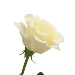 Blizzard White Rose 6 Blizzard White Rose -Garden of Petals Blizzard White Rose Side350 9c0b6597
