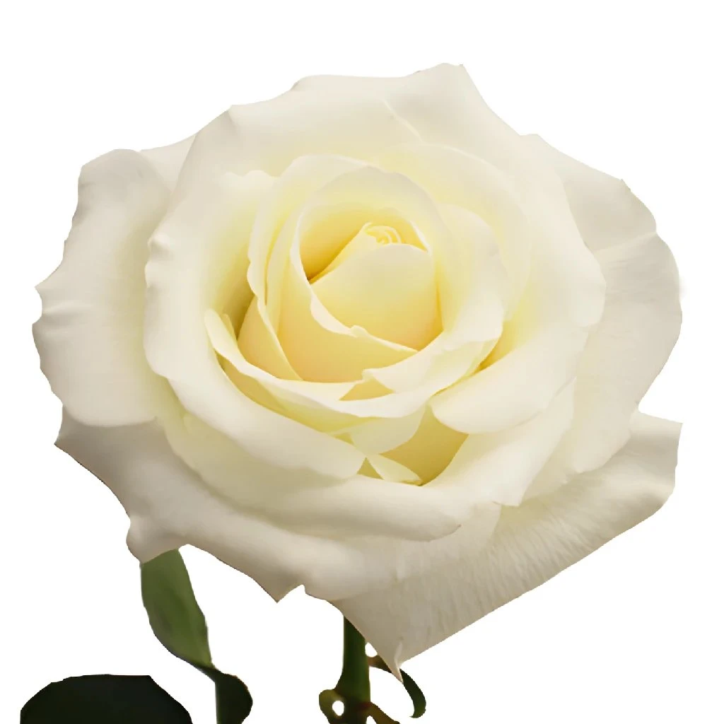 Blizzard White Rose 2 Blizzard White Rose - Image 2