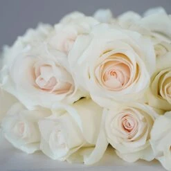 Fresh Cut Rose Blushing Bride -Garden of Petals Bridal Akito Roses Lay 350 b9eb7c48