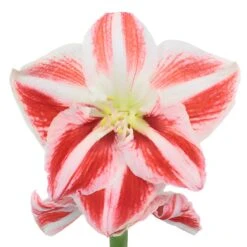 Peppermint Stripes Amaryllis Flower