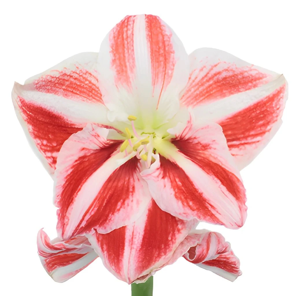 Peppermint Stripes Amaryllis Flower 1 Peppermint Stripes Amaryllis Flower