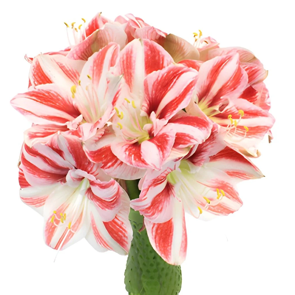 Peppermint Stripes Amaryllis Flower 2 Peppermint Stripes Amaryllis Flower - Image 2