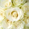 Mondial White Rose