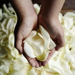 Creamy White Rose Petals