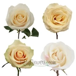 Cream Fresh Roses