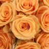 Cumbia Peach Rose