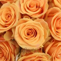 Cumbia Peach Rose