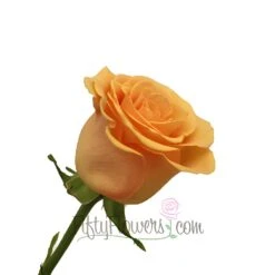 Cumbia Peach Rose 6 Cumbia Peach Rose -Garden of Petals Cumbia Peach Rose Side350 57b6327a 804c9bcd 6742 4653 8997 214854652499