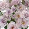 Antique Lavender Spray Roses Bulk