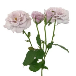 Antique Lavender Spray Roses Bulk -Garden of Petals Eloquence Spray Rose side 350 54ab6454 2070241d ac81 4df7 89d0 fc961484d992