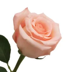 Engagement Light Pink Rose 6 Engagement Light Pink Rose -Garden of Petals Engagement Pink Rose Side350 d98e2dcc 304802ad 1763 4aac 85b8 1bf7833a603f