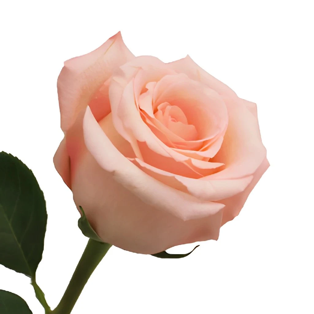 Engagement Light Pink Rose 3 Engagement Light Pink Rose - Image 3