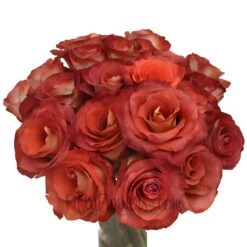 Leonidas Novelty Rose 7 Leonidas Novelty Rose -Garden of Petals Leonidas Terracota Rose Bunch350 19f905db 319dfc59 ba3f 4479 af6d 5792a11b6f85