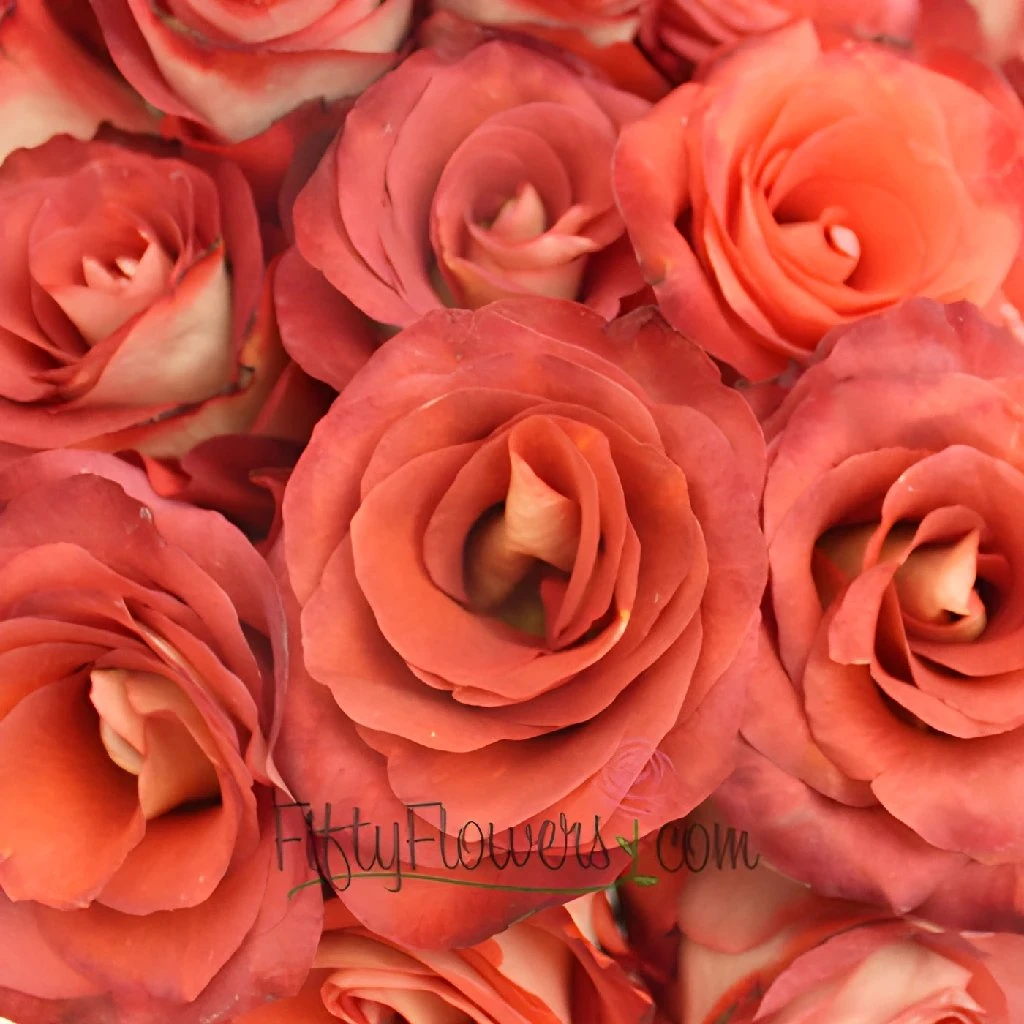 Leonidas Novelty Rose 1 Leonidas Novelty Rose