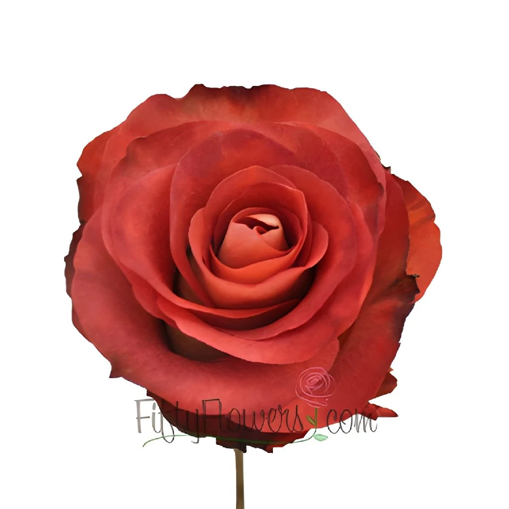 Leonidas Novelty Rose 2 Leonidas Novelty Rose - Image 2