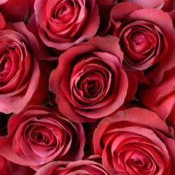 Magical Matilda Rose