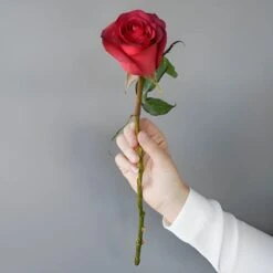 Magical Matilda Rose -Garden of Petals Matilda Roses Stem in hand 350 97166e39