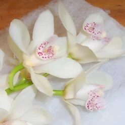 Mini Cymbidium Orchids White Flower