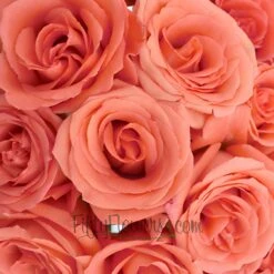 Movie Star Salmon Rose