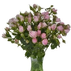 Hint Of Pink Wholesale Spray Roses -Garden of Petals Muscadet Bunch 350 adea0bd4 24d3f440 7a11 46d3 ae7a 48472a716643