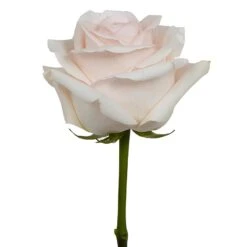 Cotton Candy Rose -Garden of Petals Pastella Rose Stem 350 14bcf866