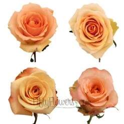Peach Fresh Roses