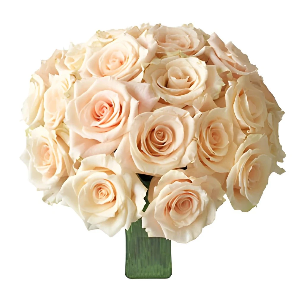 Peaches And Cream Rose 4 Peaches And Cream Rose - Image 4