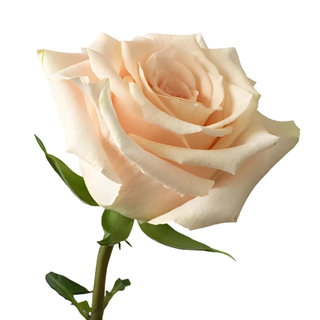 Peaches And Cream Rose 3 Peaches And Cream Rose - Image 3