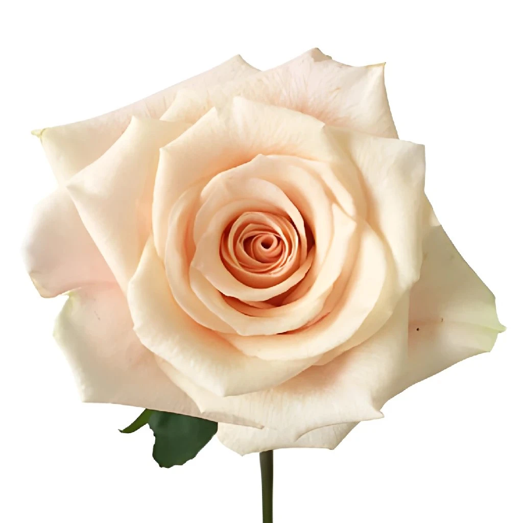 Peaches And Cream Rose 2 Peaches And Cream Rose - Image 2