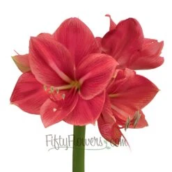 Amaryllis Pink Flower