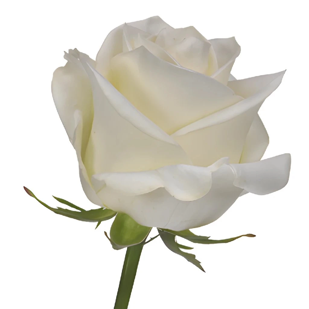 Polar Star White Rose - Image 4