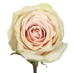 Blushing Sahara Sand Rose 6 Blushing Sahara Sand Rose -Garden of Petals Pompei Rose Bloom 350 0f9211db