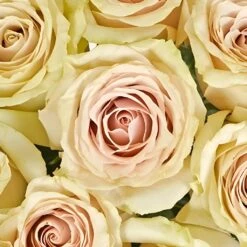 Blushing Sahara Sand Rose