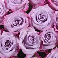 Purple Haze Lavender Rose