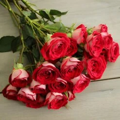 Cherry Pie Red Spray Roses 10 Cherry Pie Red Spray Roses -Garden of Petals Red 20Hero 20Bunch 20Flatlay 20350x350 dff5bbe8