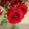 Cherry Pie Red Spray Roses