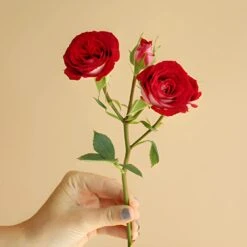 Cherry Pie Red Spray Roses 8 Cherry Pie Red Spray Roses -Garden of Petals Red 20Hero 20Stem 20in 20Hand 20350x350 d6ded4bc