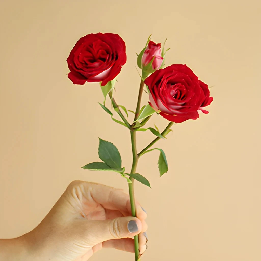 Cherry Pie Red Spray Roses 3 Cherry Pie Red Spray Roses - Image 3