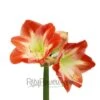 Candy Cane Amaryllis Red And White Flower