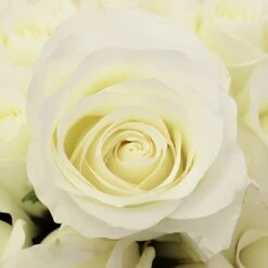 Akito White Bulk Rose