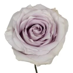 Garden of Petals -Garden of Petals Safi Rose Bloom 350 e9e093e2