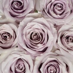 Whispers Of Lavender Rose