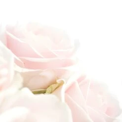 Hybrid Tea Rose Sweet Avalanche 7 Hybrid Tea Rose Sweet Avalanche -Garden of Petals Sweet Avalanche Close 350 785d7953 589d 464b a7cb c2e0a0a6d928