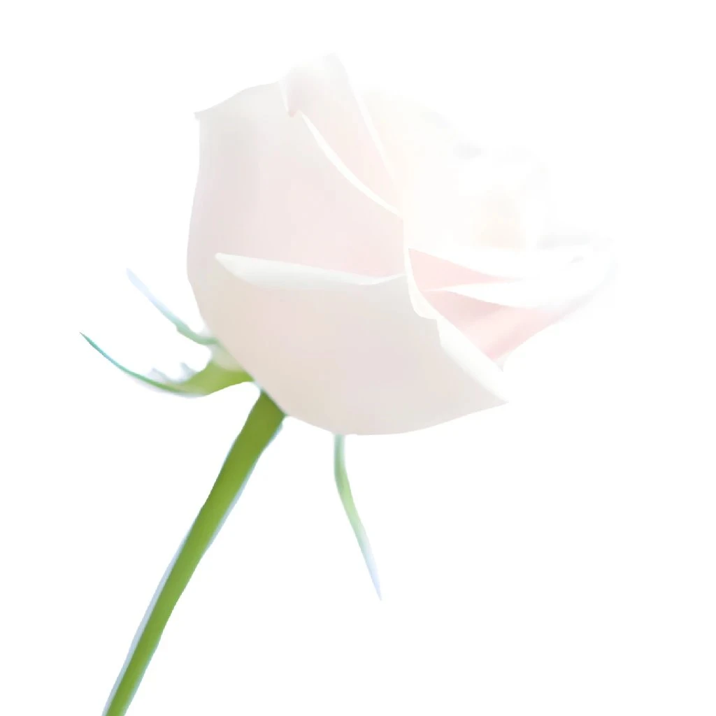 Hybrid Tea Rose Sweet Avalanche 4 Hybrid Tea Rose Sweet Avalanche - Image 4